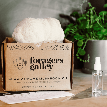 Lion's Mane  Mushroom Kit