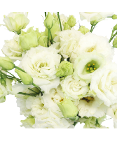 Lisianthus Starting at $19.99 per bunch