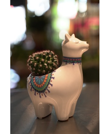 Little Llama  Mini Cactus Planter  in South Milwaukee, WI | PARKWAY FLORAL INC.