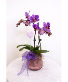 Little Love Mini Orchid Blooming Plant