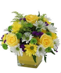 Little Sunshine  MD254 