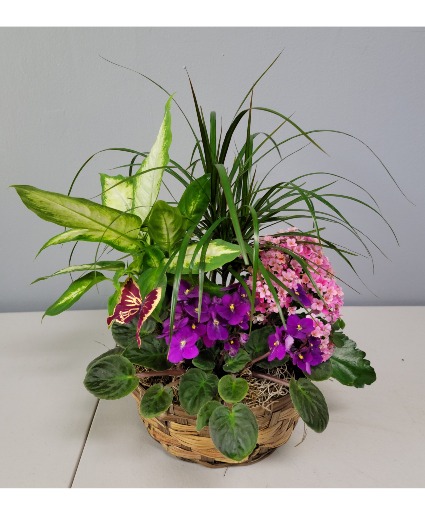Live Dish Garden