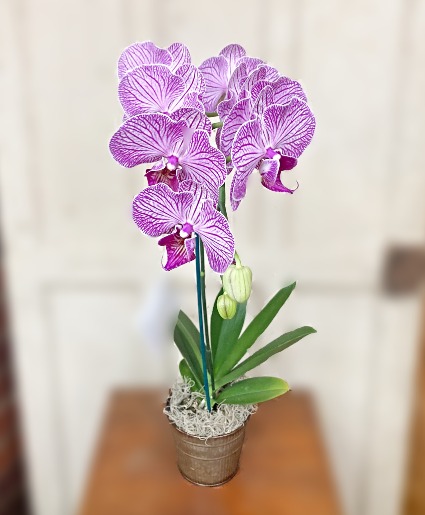 Live Florals: Purple Orchid 