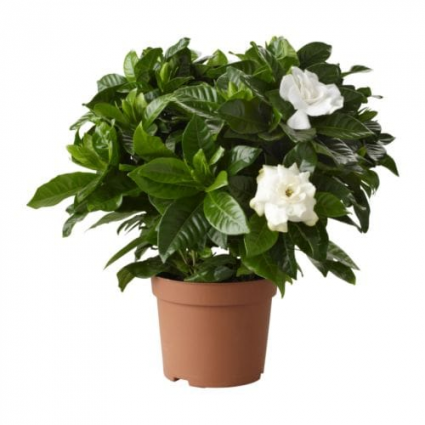 Live Gardenia Plant
