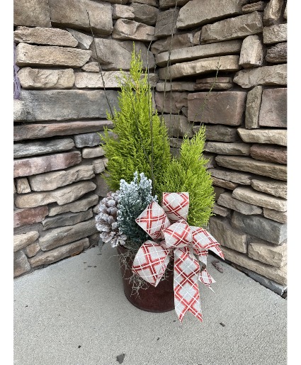 Live Holiday Tree Assortment Plant