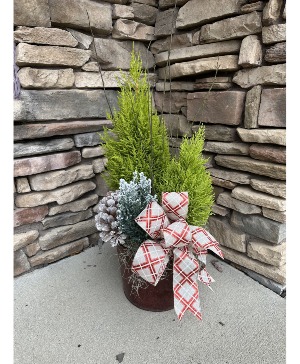 Live Holiday Tree Assortment Plant