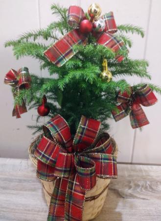 Live mini decorated Norfolk pine  
