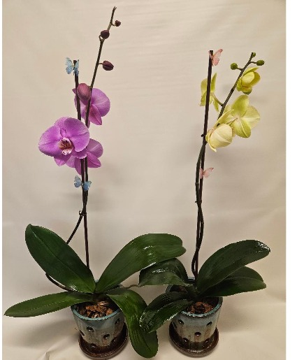 Live potted orchid plant LIVE PLANT