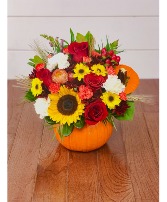 Live Pumpkin Mixed Arrangement