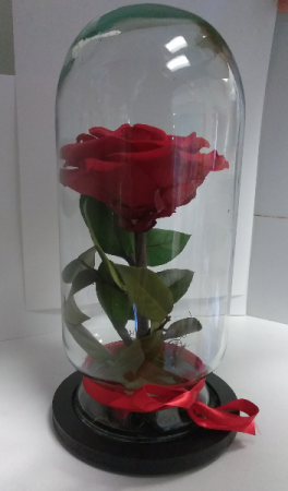 Live Red Enchanted Rose Rose