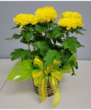 Live Yellow Mum Plant 