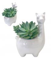 *SOLD OUT* LIVELY LAMA SUCCULENT GARDEN 