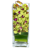 LIVELY LIME GREEN Orchid Arrangement