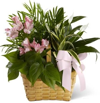 LIVEN SPIRIT DISH GARDEN