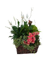 Living Blooming  Garden Basket Arrangement