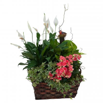 Living Blooming  Garden Basket  Plant