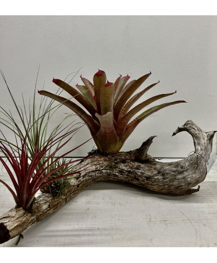 Living Driftwood