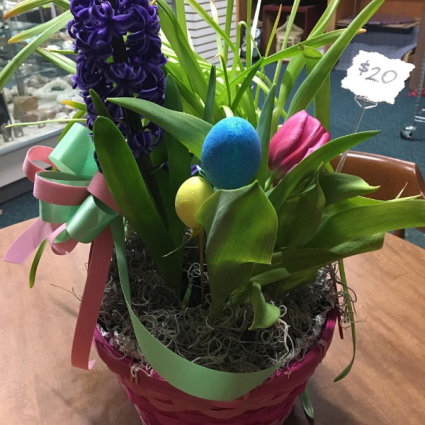 Living Easter Basket Live plants and bulbs
