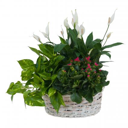 Living Garden Plant Basket Plant