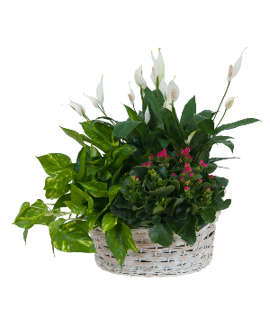 Living Garden Plant Basket Plant