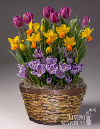 Living garden Spring plant basket