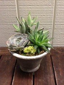 Living Green Succulent Garden Succulent Garden in Fairfield, CT | Blossoms at Dailey's Flower Shop Living Green Succulent Garden Succulent Garden in Fairfield, CT | Blossoms at Dailey's Flower Shop