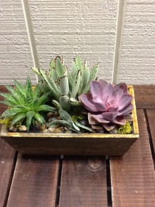 Living Green Succulents Wooden Garden