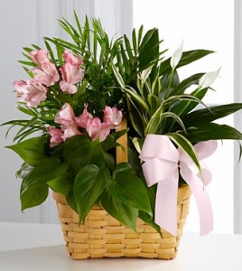 Living Spirit Basket Arrangement Any Color Combination Can Be Made