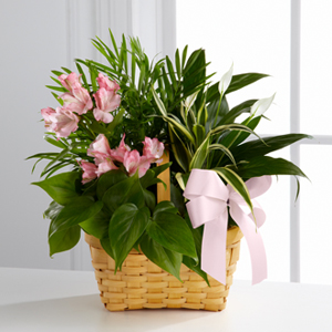 Living Spirit™ Dishgarden FTD