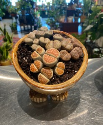 Living Stone  Hand-Made Footed Pottery