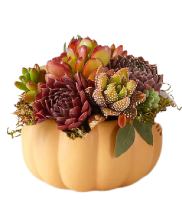 Living Thanks Pumpkin Succulent Garden   in Columbia, MD | The Blooming Bohemian