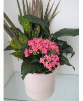 Living Tropical Plants  Tropical Planter 