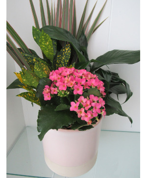 Living Tropical Plants  Tropical Planter 