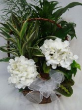 Large Planter shown with 2 White Silk Hydrangea's and bow. (Call if you would rather have cut flowers instead of silk) Same price.