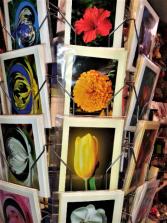 LOCAL ARTISTS GREETING CARDS 