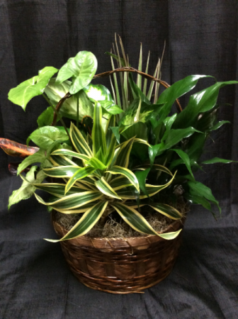 Locally designed Dishgarden Planter