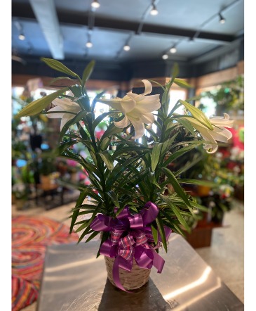 Easter Lily Locally Grown in South Milwaukee, WI | PARKWAY FLORAL INC.