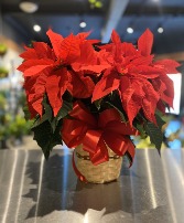 Locally Grown Pointsettia Blooming Plant 