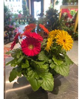 Locally-Grown Potted Gerberas Blooming Plant 