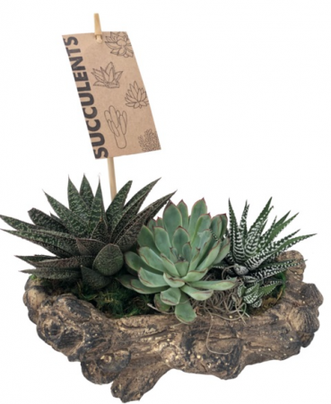 Log Succulent Succulent