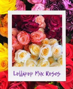Lollipop Mix Roses Fresh cut 