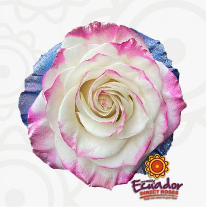 Lollipop Rose Dozen Roses