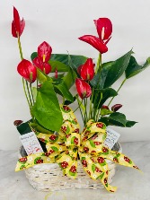 LOVABLE HEARTS  GOLD SELECTION  ANTHURIUM BLOOMING PLANTS 