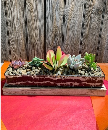 This Rocks! Modern Succulent Planter in Iowa City, IA | Every Bloomin' Thing