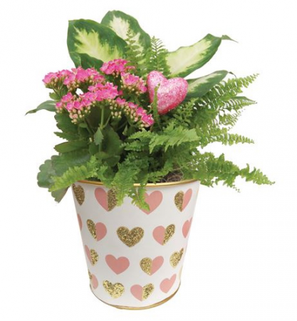 Love Always- Large Valentine's Day