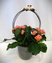 LOVE BIRDS KALANCHOE PLANT BLOOMING PLANT