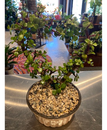 Love Bound Dwarf Jade Heart in South Milwaukee, WI | PARKWAY FLORAL INC.
