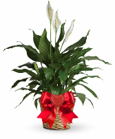 LOVE GROWS HERE ♥️ 6 inch peace lili plant