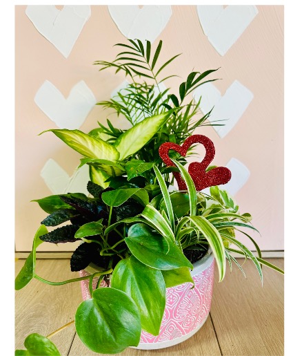 Love Grows  Mixed Plants 