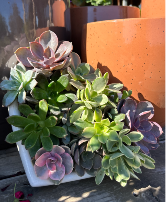 Love Grows Succulent Planter 